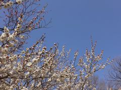 -梅花山(明孝陵内)