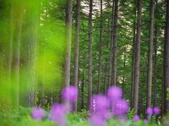 -塞罕坝国家级自然保护区