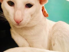 -飞行喵MR PILOT|猫舍·猫咖(静安大融城店)