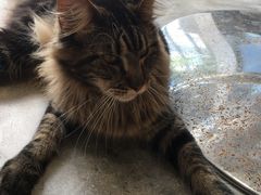 -瞄一喵猫咖(格力海岸店)