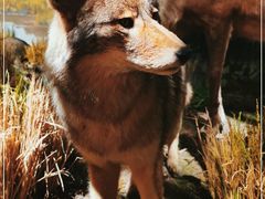 -陕西自然博物馆