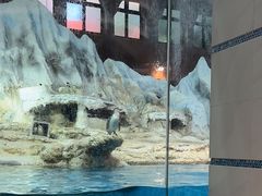 -帝企鹅自助餐厅•儿童岛•真企鹅(长隆企鹅酒店)