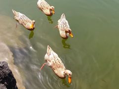 -上海怡沁园度假酒店