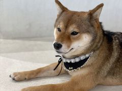 -柴务处·柴犬主题狗咖