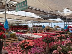 -龙大花卉苗木市场