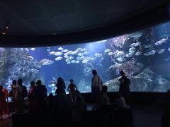 -暹罗海洋世界