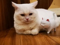 -飞行喵MR PILOT|猫舍·猫咖(静安大融城店)
