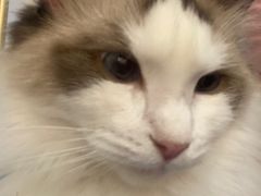 -BABIT巴比特宠物(MOMOPARK店)