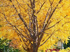 -三里屯东五街银杏大道