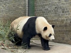 -都江堰中华大熊猫苑