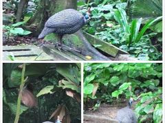 -新加坡飞禽公园