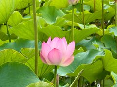 -莲花池公园
