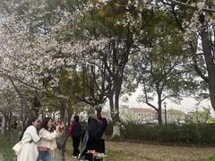 -高东镇樱花园