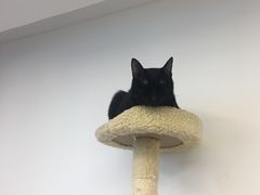 -浣熊柯尔鸭土拨鼠·电玩咖