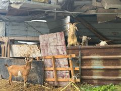 -马陆小张葡萄园农家乐