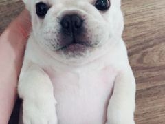 -翊宠yipet猫狗购宠庄园犬舍•猫舍