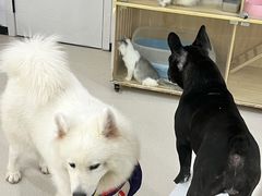 -共舞时光猫咖·狗咖(新街口店)