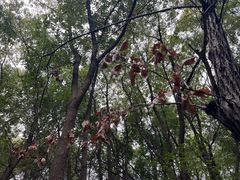 -蜀冈西峰生态公园