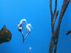 -瑞普利水族馆
