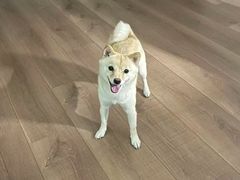 -瑞派宠物医院·犬猫全科·猫友好(宾水西道店)