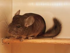 -龙猫仔乐园(惠福东路店)