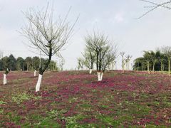 -都江堰玫瑰花溪谷