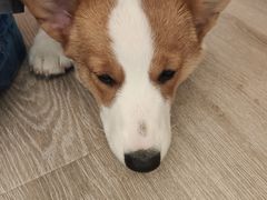 -浣熊柯尔鸭土拨鼠·电玩咖