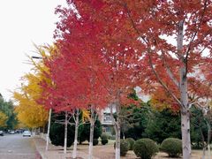 -辽宁大学(崇山校区)