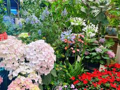 -双季花艺园艺市场(浦东店)