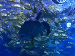 -太平洋海底世界