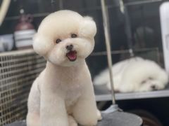 -小尾巴宠物店(万科·金域华庭店)