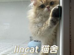 -lincat·猫舍(广州店)