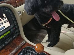 -严国平动物医院(德政总院)