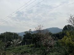 -树山生态村
