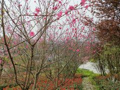 -铁山坪森林公园