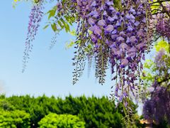 -嘉定紫藤园