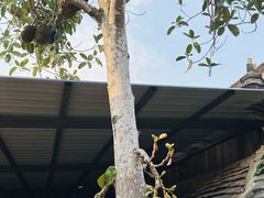-曼丢傣家古寨