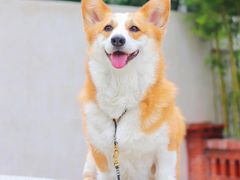 -萌宠之家·腊肠犬·马尔泰·小体犬舍