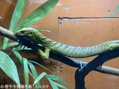 -上海大自然野生昆虫馆(东方明珠·爬宠昆虫探索中心)