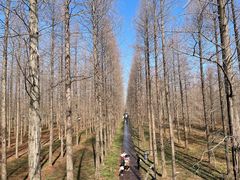 -黄海国家森林公园