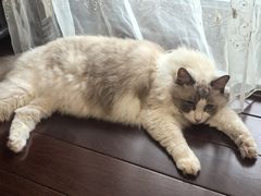 -纳吉亚猫专科动物医院·北北分院