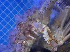 -77号渔船·蒸海鲜青岛菜(积米崖店)