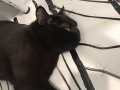 -白夜2D咖啡馆