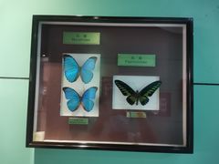 -上海昆虫博物馆