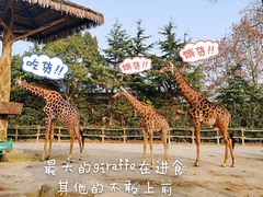 -上海野生动物园