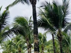 -深圳龙潭公园