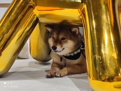 -柴务处·柴犬主题狗咖