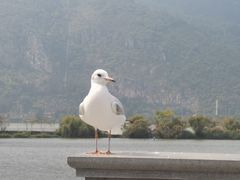 -滇池海埂公园