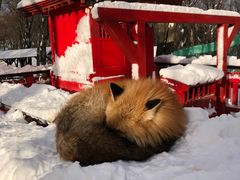 -宫城藏王狐狸村