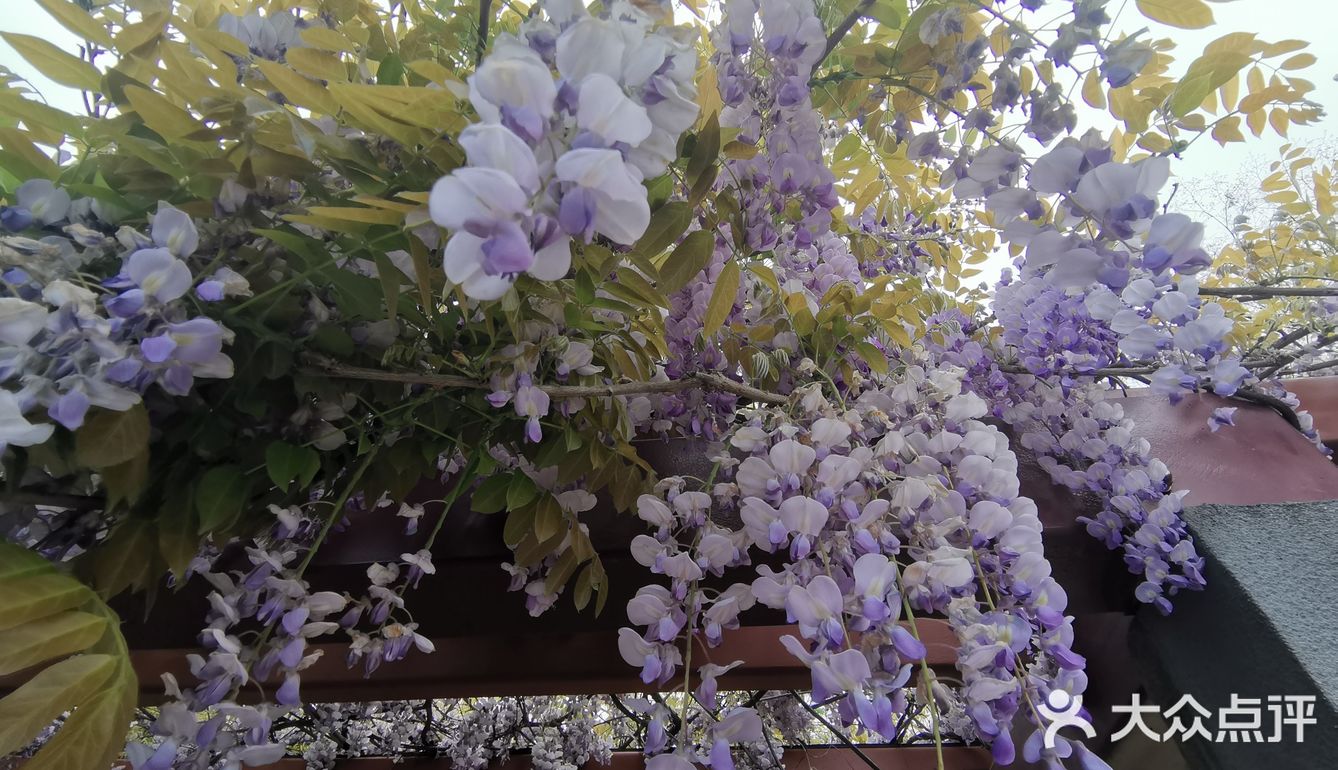 古树紫藤花开季